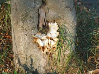 Baumfällungen: Blumenesche, Jostenallee, Ecke Stahlstraße