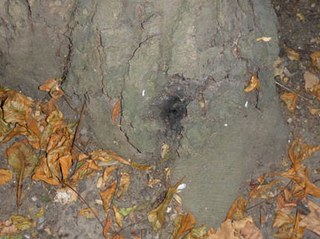Baumfällungen: Kastanie, Wasserturm