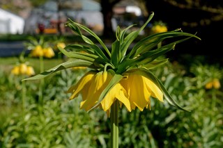 Stadt Neuss - 2020-04-08 - Erweiterung Botanischer Garten 08.jpg Stadt Neuss - 2020-04-08 - Erweiterung Botanischer Garten 08.jpg