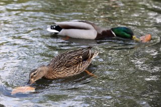 Wildtiere Stadtgarten.jpg