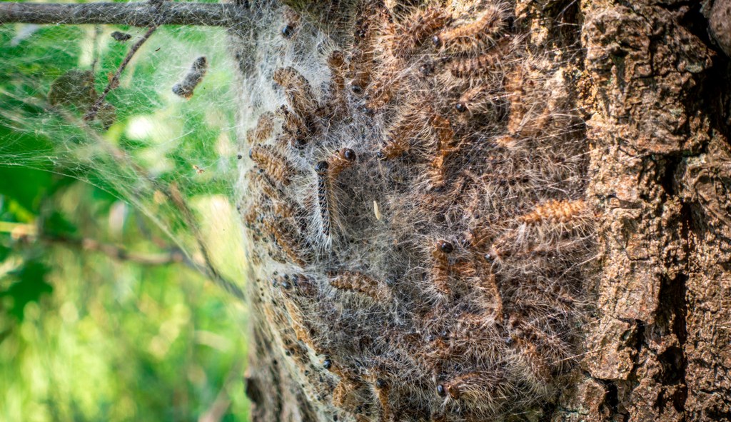 © agrarmotive – Adobe Stock