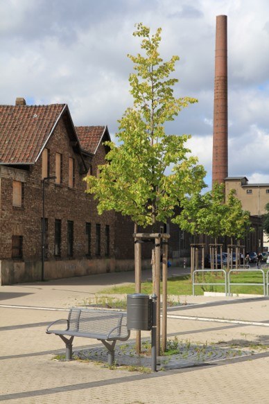 Blick auf das neue Quartier mit einer Sitzbank und Baum im Vordergrund.