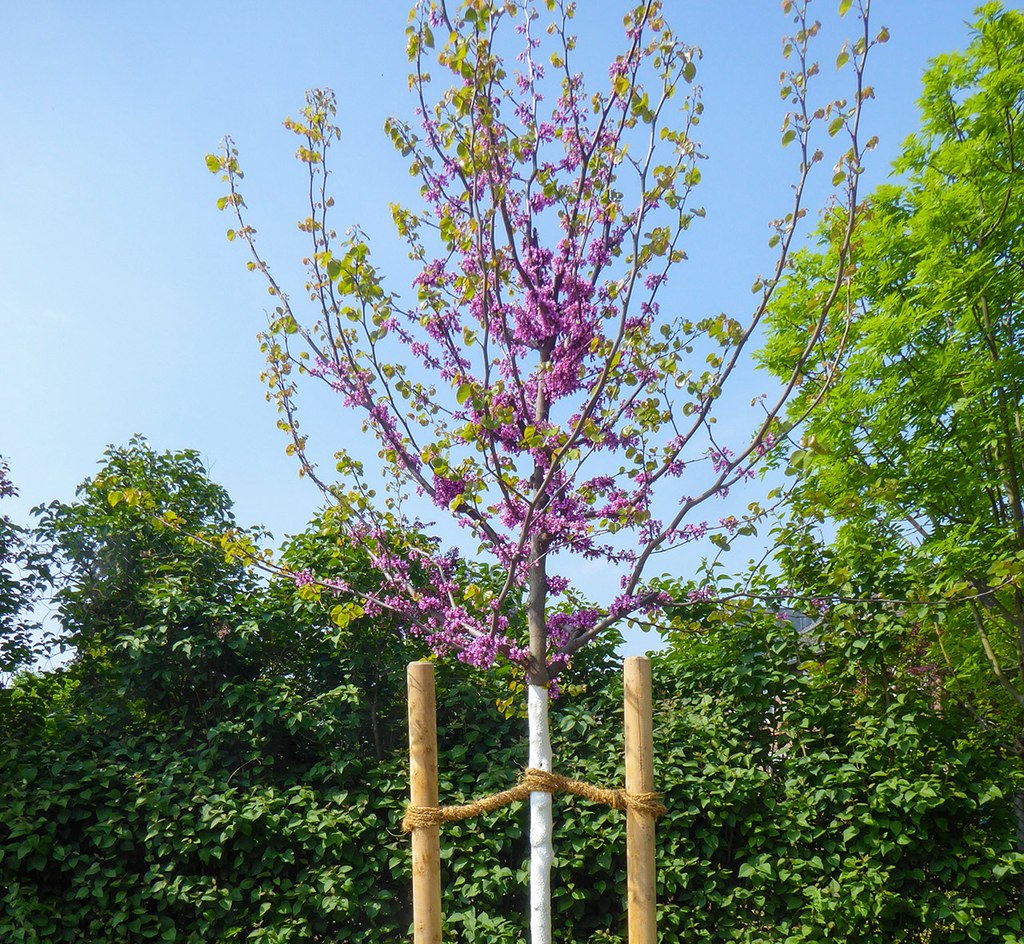 Blühender Baum vor wolkenlosem Himmel bei Sonnenschein.