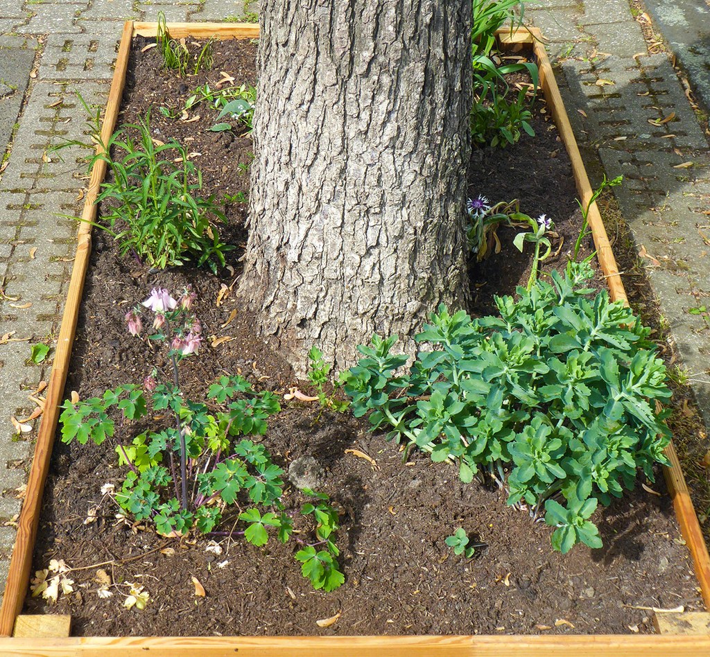 Baumscheibe mit Baum und verschiedenen Pflanzen.