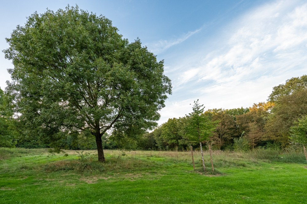 Bäume Hauptfriedhof.jpg