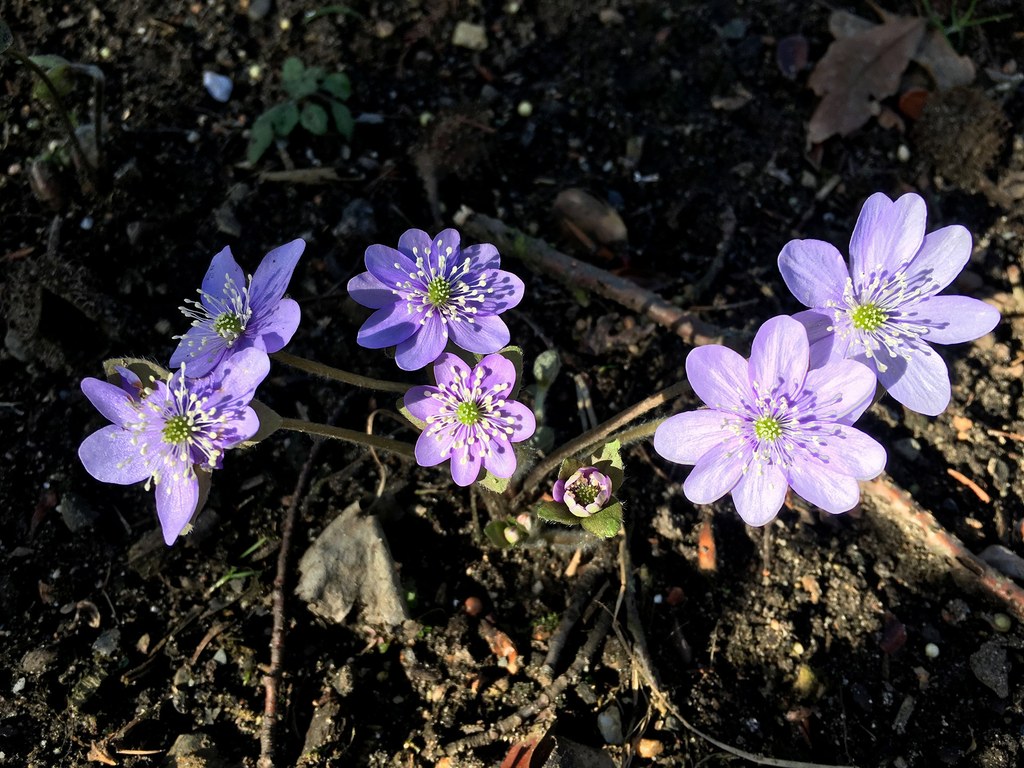 Leberblümchen