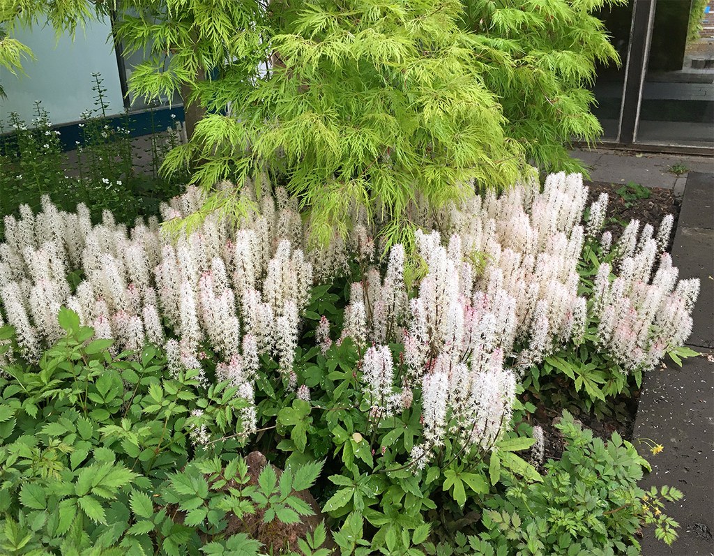 Tiarella laciniata mit voller Blütenentwicklung