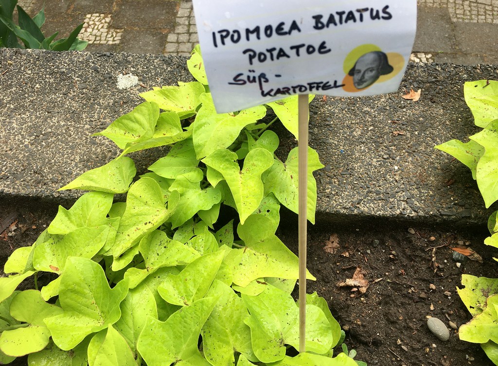 Süßkartoffel mit vielen grünen Blättern und einem Schildchen