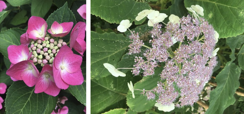 Blütenmorphologie der Hortensie