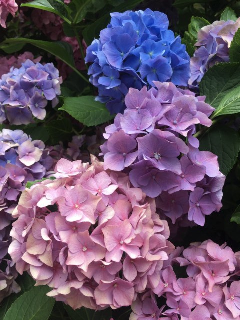 Hydrangea macrophylla