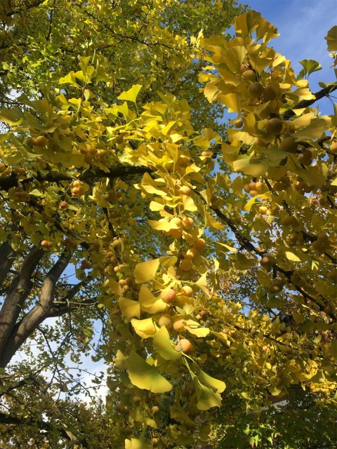 Gingko biloba