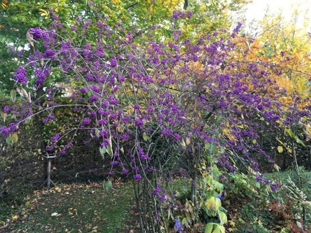 Liebesperlenstrauch (Callicarpa bodinieri var. giraldii ‘Profusion’ o.l.)