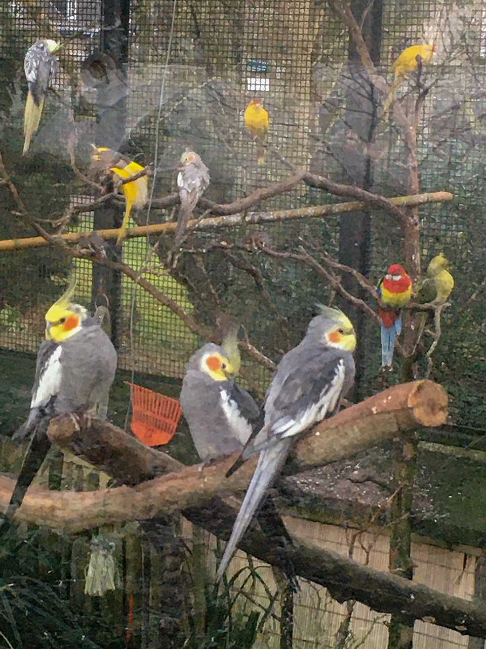 Blick in die Vogelvoliere: zahlreiche Sittiche sitzen auf Ästen.