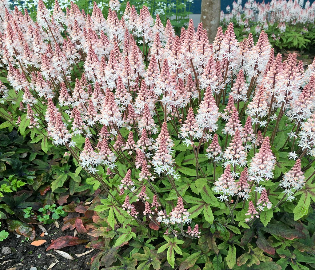 Zipfelblättrige Garten-Schaumblüte zu Blühbeginn