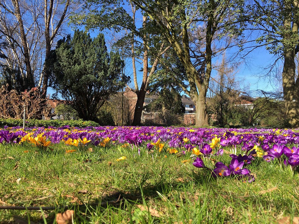 Crocus im Februar