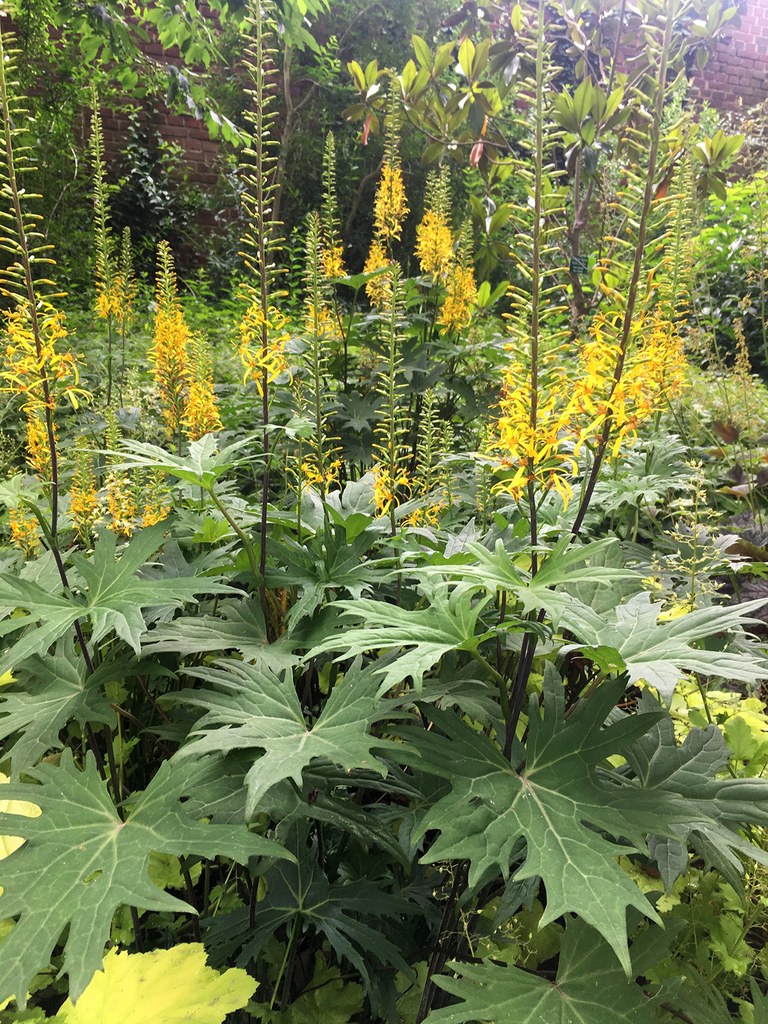 Ein gold-gelber Hochsommerflor im Botanischen Garten der Stadt Neuss